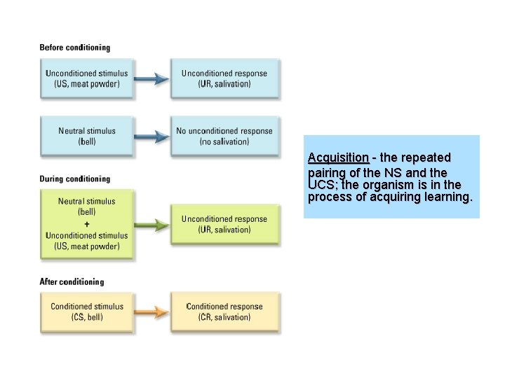 Acquisition - the repeated pairing of the NS and the UCS; the organism is