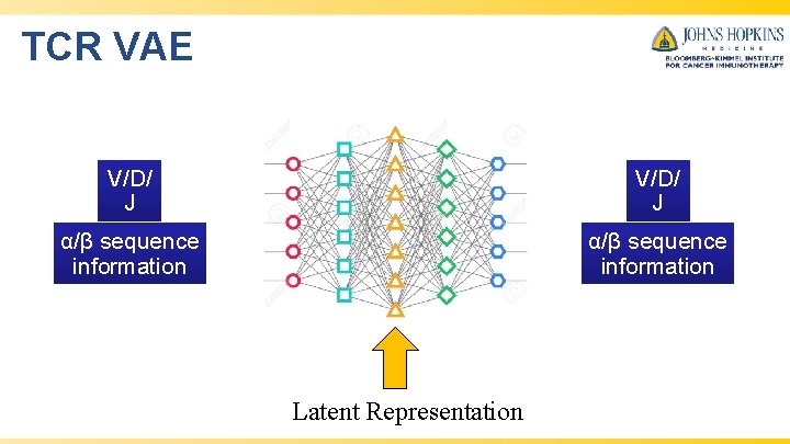 TCR VAE V/D/ J α/β sequence information Latent Representation 