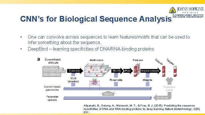 CNN’s for Biological Sequence Analysis • • One can convolve across sequences to learn