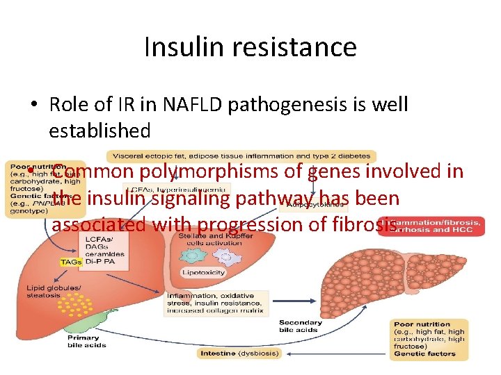 Insulin resistance • Role of IR in NAFLD pathogenesis is well established • Common