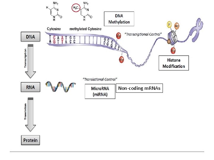 Non-coding m. RNAs 