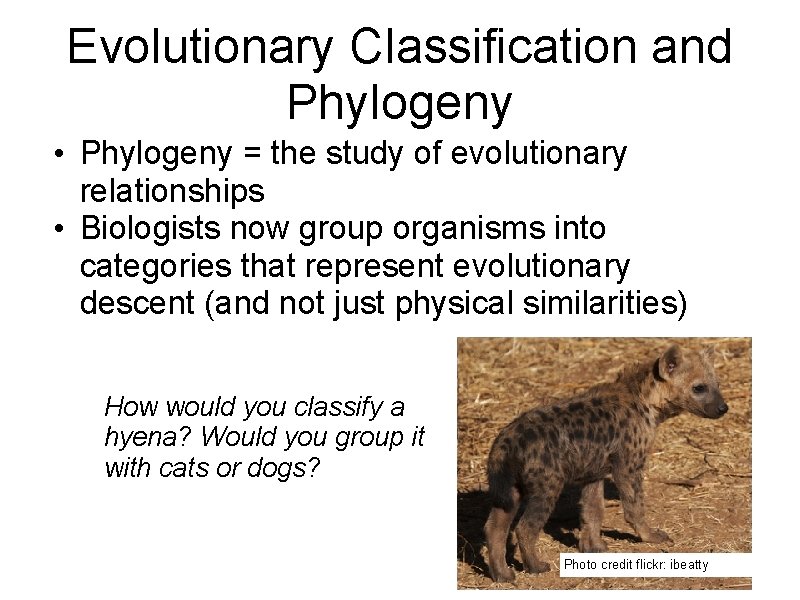 Evolutionary Classification and Phylogeny • Phylogeny = the study of evolutionary relationships • Biologists