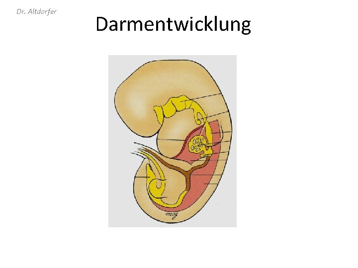 Dr. Altdorfer Darmentwicklung 