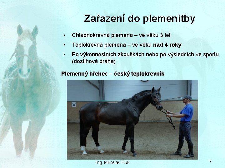 Zařazení do plemenitby • Chladnokrevná plemena – ve věku 3 let • Teplokrevná plemena