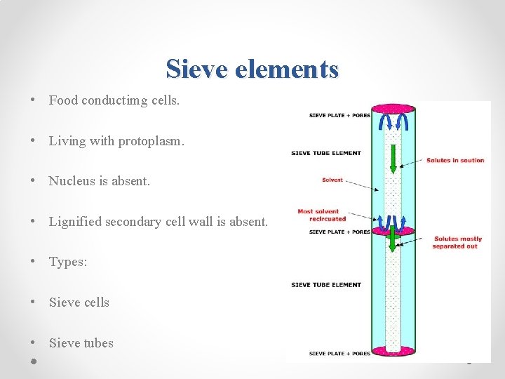 Sieve elements • Food conductimg cells. • Living with protoplasm. • Nucleus is absent.