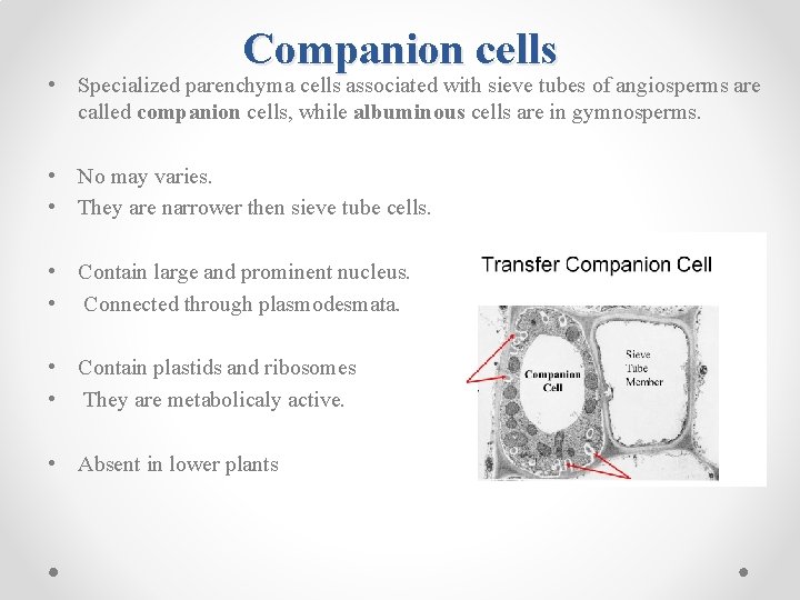 Companion cells • Specialized parenchyma cells associated with sieve tubes of angiosperms are called