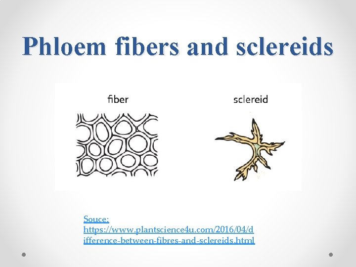 Phloem fibers and sclereids Souce: https: //www. plantscience 4 u. com/2016/04/d ifference-between-fibres-and-sclereids. html 