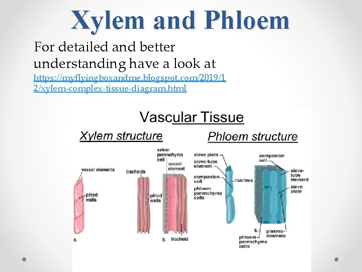 Xylem and Phloem For detailed and better understanding have a look at https: //myflyingboxandme.