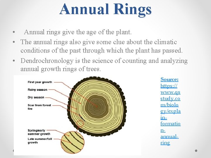 Annual Rings • Annual rings give the age of the plant. • The annual