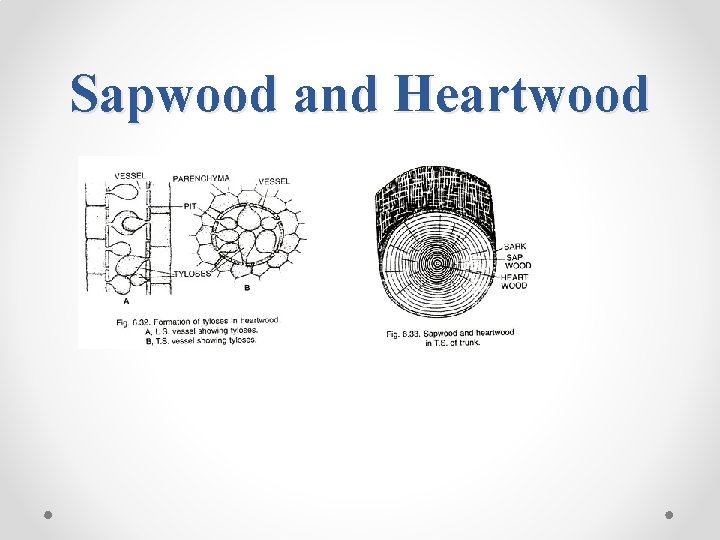 Sapwood and Heartwood 