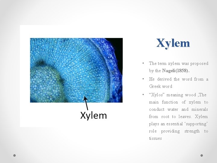 Xylem • The term xylem was proposed by the Nageli(1858). • He derived the