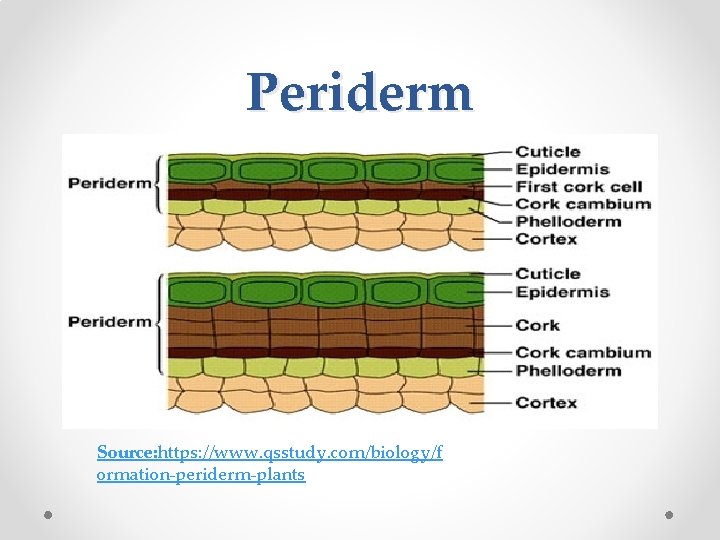 Periderm Source: https: //www. qsstudy. com/biology/f ormation-periderm-plants 