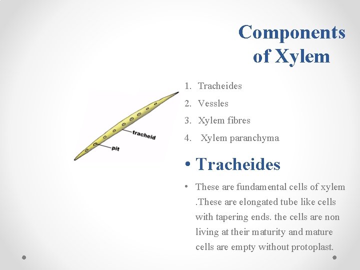 Components of Xylem 1. Tracheides 2. Vessles 3. Xylem fibres 4. Xylem paranchyma •