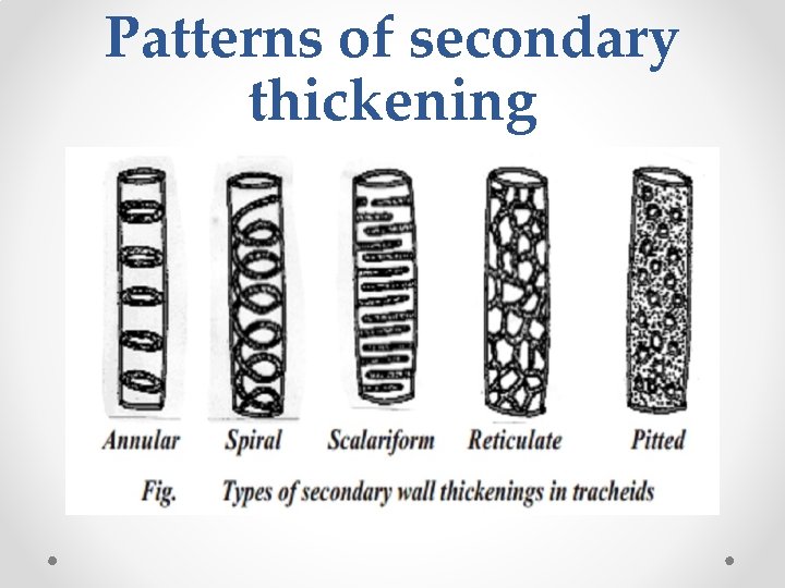 Patterns of secondary thickening 