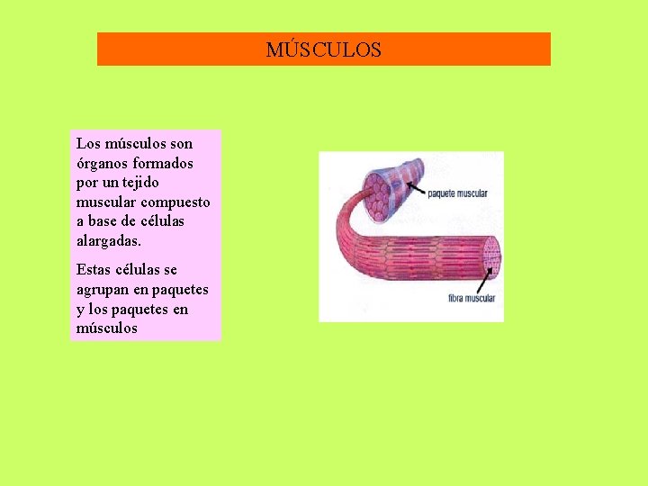 MÚSCULOS Los músculos son órganos formados por un tejido muscular compuesto a base de