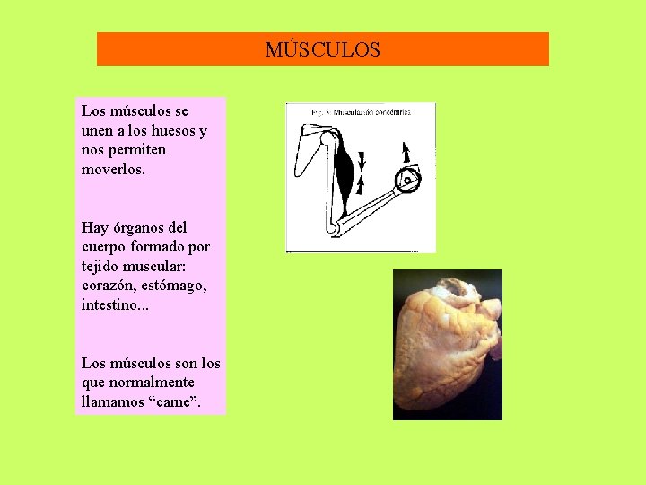 MÚSCULOS Los músculos se unen a los huesos y nos permiten moverlos. Hay órganos