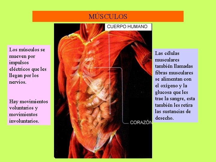 MÚSCULOS Los músculos se mueven por impulsos eléctricos que les llegan por los nervios.