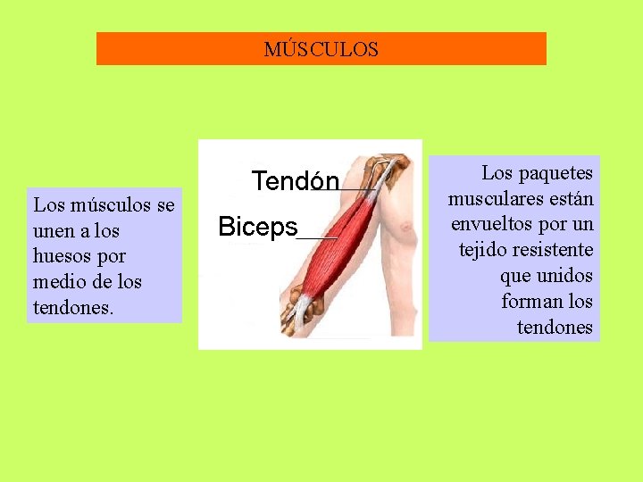 MÚSCULOS Los músculos se unen a los huesos por medio de los tendones. Los