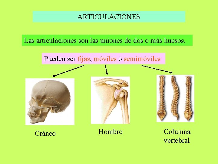 ARTICULACIONES Las articulaciones son las uniones de dos o más huesos. Pueden ser fijas,