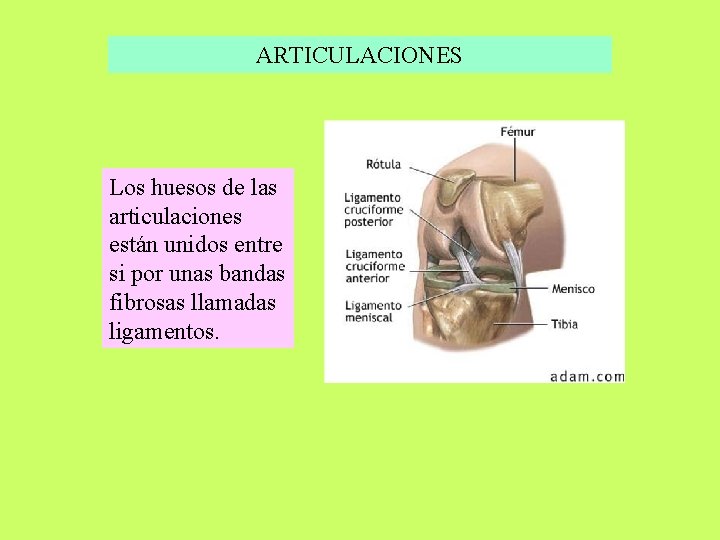 ARTICULACIONES Los huesos de las articulaciones están unidos entre si por unas bandas fibrosas