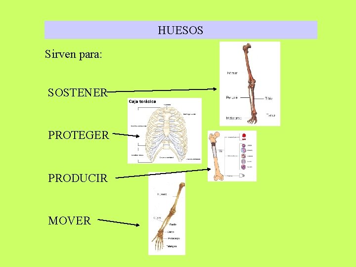 HUESOS Sirven para: SOSTENER PROTEGER PRODUCIR MOVER 