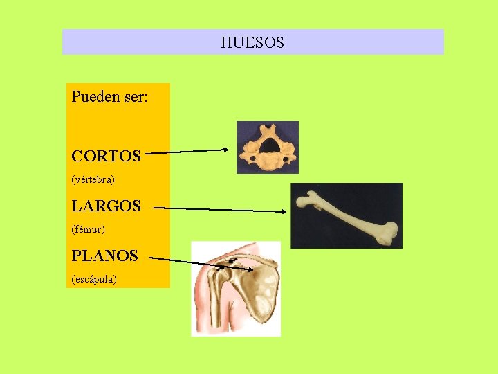 HUESOS Pueden ser: CORTOS (vértebra) LARGOS (fémur) PLANOS (escápula) 