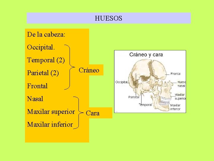 HUESOS De la cabeza: Occipital. Temporal (2) Parietal (2) Cráneo Frontal Nasal Maxilar superior HUESOS De la cabeza: Occipital. Temporal (2) Parietal (2) Cráneo Frontal Nasal Maxilar superior