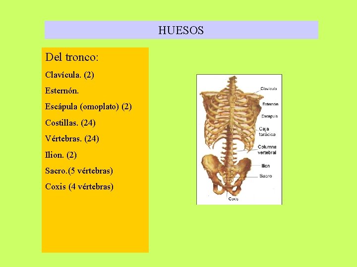 HUESOS Del tronco: Clavícula. (2) Esternón. Escápula (omoplato) (2) Costillas. (24) Vértebras. (24) Ilion. HUESOS Del tronco: Clavícula. (2) Esternón. Escápula (omoplato) (2) Costillas. (24) Vértebras. (24) Ilion.