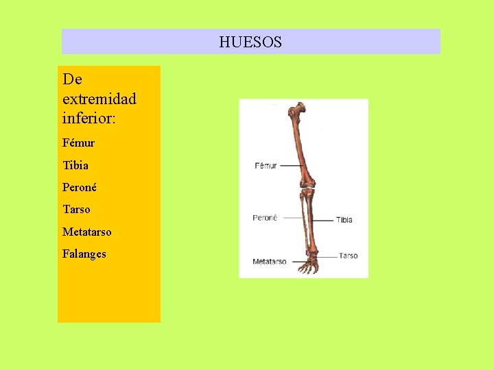 HUESOS De extremidad inferior: Fémur Tibia Peroné Tarso Metatarso Falanges 