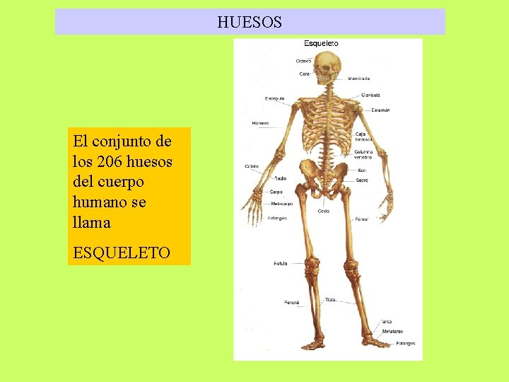 HUESOS El conjunto de los 206 huesos del cuerpo humano se llama ESQUELETO 