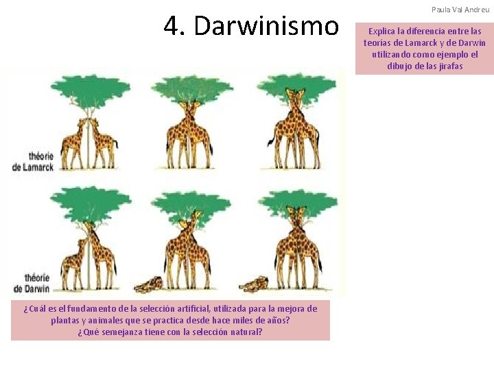 4. Darwinismo ¿Cuál es el fundamento de la selección artificial, utilizada para la mejora