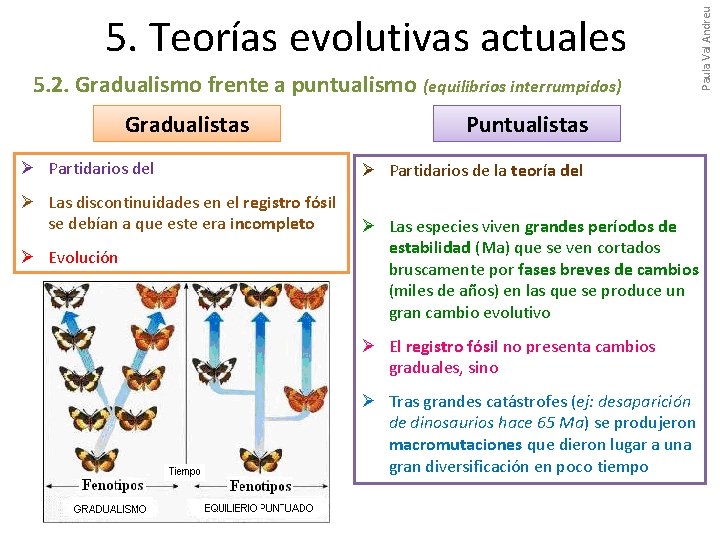 5. 2. Gradualismo frente a puntualismo (equilibrios interrumpidos) Gradualistas Ø Partidarios del neodarwinismo Ø