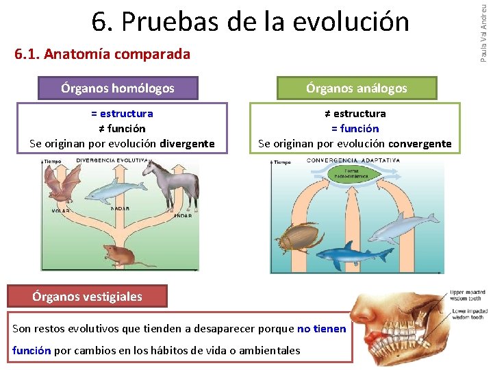 6. 1. Anatomía comparada Órganos homólogos = estructura ≠ función Se originan por evolución