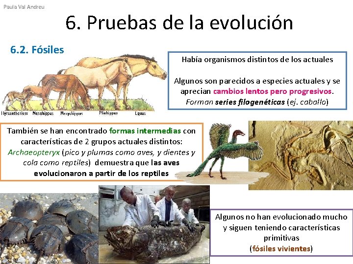 Paula Val Andreu 6. 2. Fósiles 6. Pruebas de la evolución Había organismos distintos