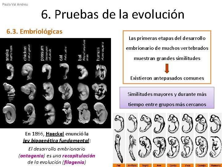 Paula Val Andreu 6. Pruebas de la evolución 6. 3. Embriológicas Las primeras etapas