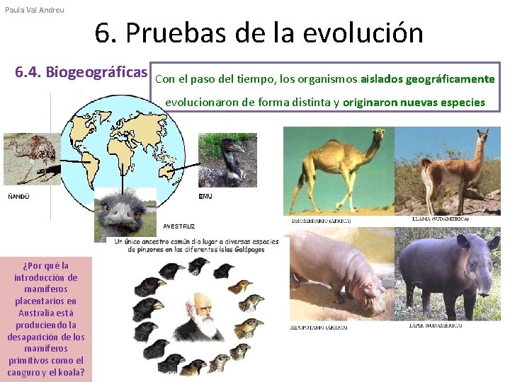 Paula Val Andreu 6. Pruebas de la evolución 6. 4. Biogeográficas Con el paso