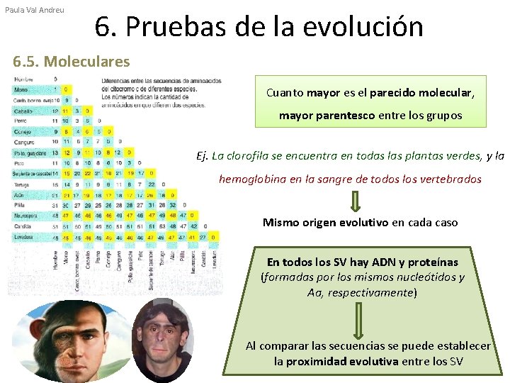 Paula Val Andreu 6. Pruebas de la evolución 6. 5. Moleculares Cuanto mayor es