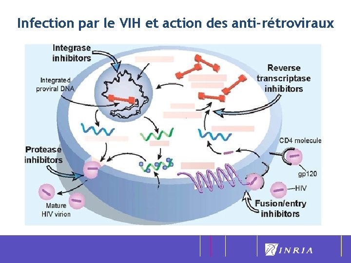 Infection par le VIH et action des anti-rétroviraux 