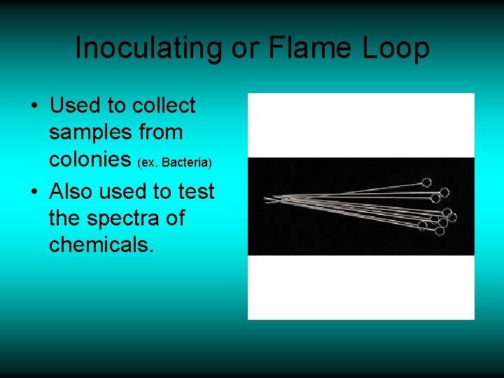 Inoculating or Flame Loop • Used to collect samples from colonies (ex. Bacteria) •