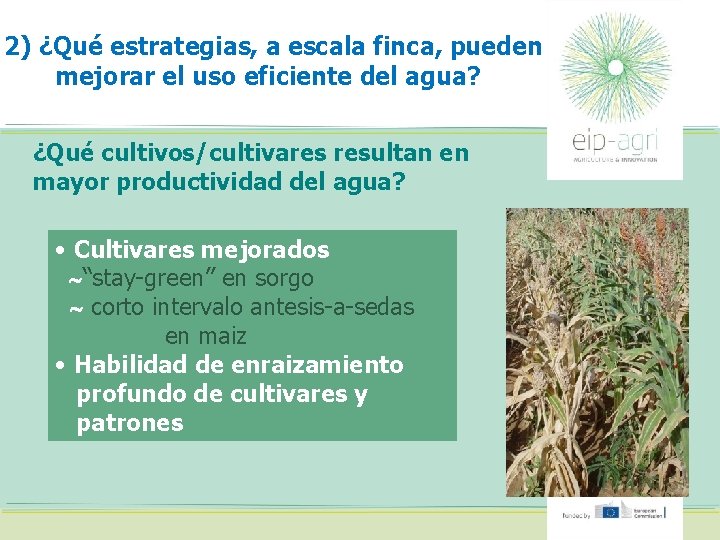 2) ¿Qué estrategias, a escala finca, pueden mejorar el uso eficiente del agua? ¿Qué