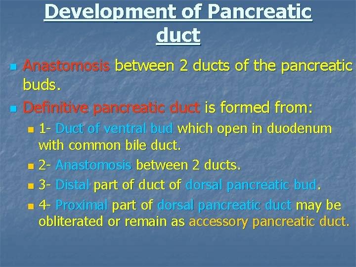 Development of Pancreatic duct n n Anastomosis between 2 ducts of the pancreatic buds.