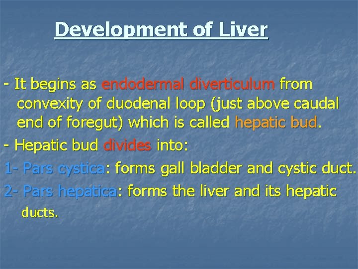 Development of Liver - It begins as endodermal diverticulum from convexity of duodenal loop