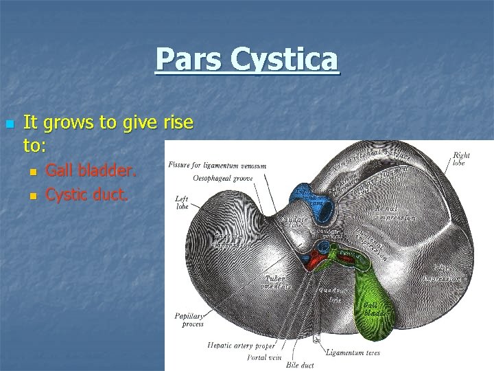 Pars Cystica n It grows to give rise to: n n Gall bladder. Cystic