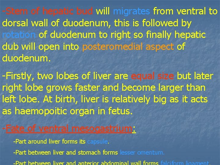 -Stem of hepatic bud will migrates from ventral to dorsal wall of duodenum, this