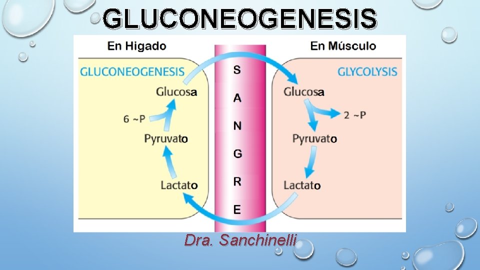GLUCONEOGENESIS Dra. Sanchinelli 