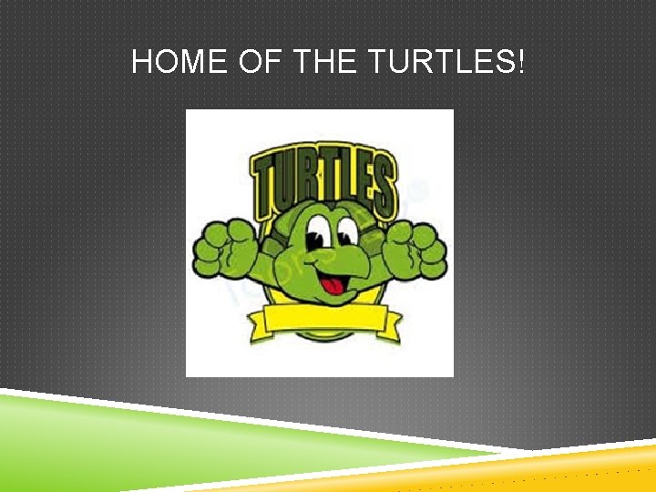 HOME OF THE TURTLES! 