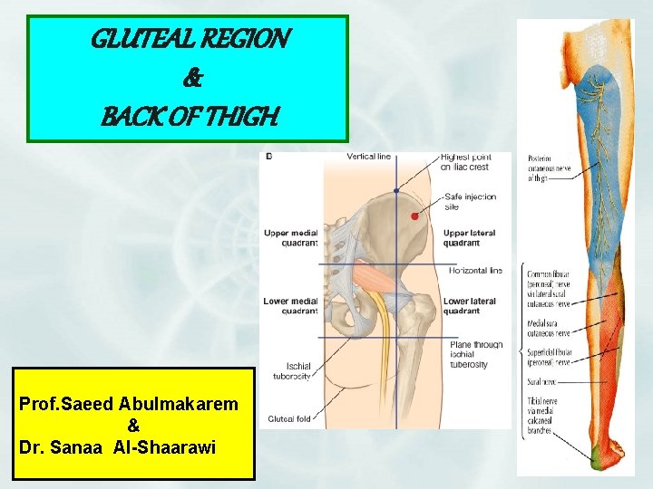 GLUTEAL REGION & BACK OF THIGH Prof. Saeed Abulmakarem & Dr. Sanaa Al-Shaarawi 1