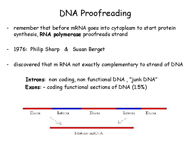 DNA Proofreading - remember that before m. RNA goes into cytoplasm to start protein DNA Proofreading - remember that before m. RNA goes into cytoplasm to start protein