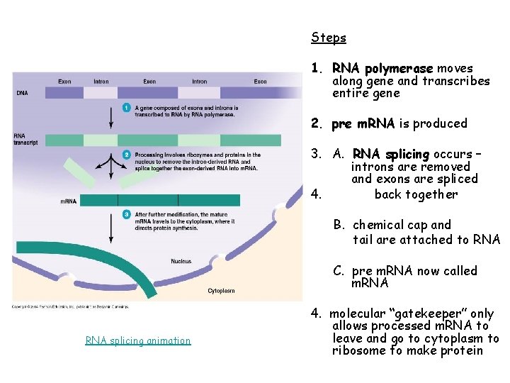 Steps 1. RNA polymerase moves along gene and transcribes entire gene 2. pre m. Steps 1. RNA polymerase moves along gene and transcribes entire gene 2. pre m.