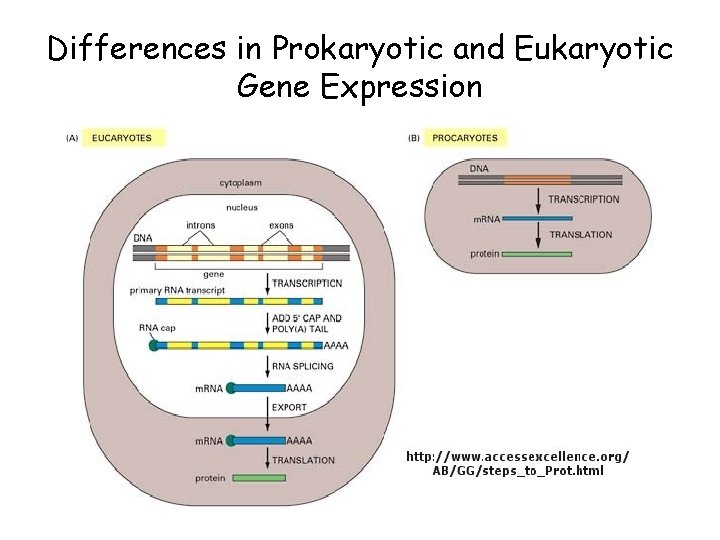 Differences in Prokaryotic and Eukaryotic Gene Expression 